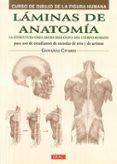 laminas de anatomia curso de dibujo de la figura humana