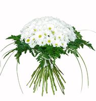 bouquet de margaritas blancas