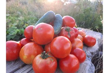 Tomate huerto Comefruta (Formato: caja)