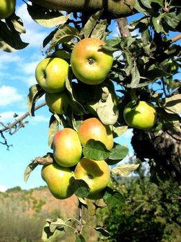 Manzana Esperiega