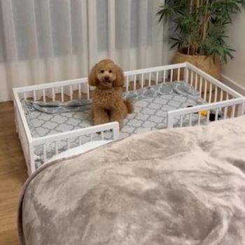 Cama sofá para perros grandes WonderWoof, elevada hecha de madera de haya (Color Wonderwoof: Blanca)