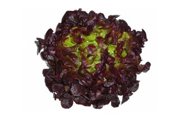 Lechuga hoja de roble